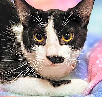 Photo of Tucker - RC PetSmart