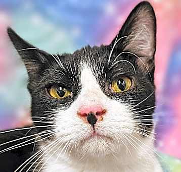 Photo of Andy - RC PetSmart