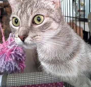Photo of JellyBean