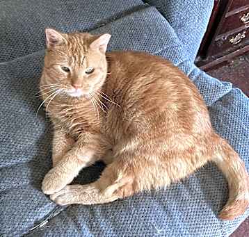 Photo of Peter floppy tail