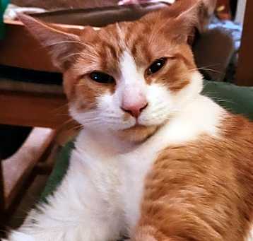 Photo of Oscar
