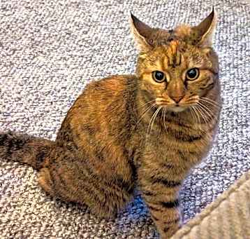 Photo of Peanut *FEE WAIVED*