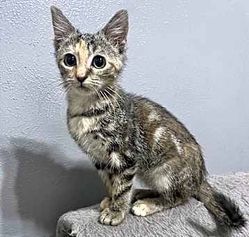 Photo of Mercury