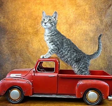 Photo of TOBEY - PLAYFUL AND LOVING