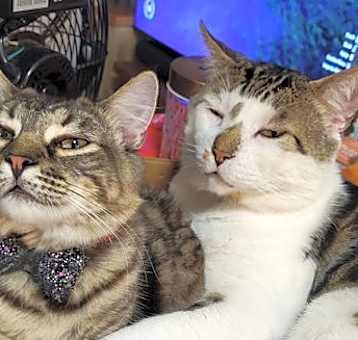 Photo of Broccoli (bonded with Thunder)