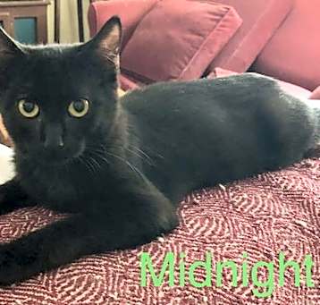 Photo of Midnight (Napa SG)