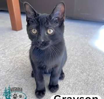Photo of Grayson - Loves Dogs!