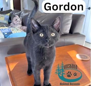 Photo of Gordon - Friendly Guy!