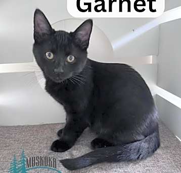 Photo of Garnet