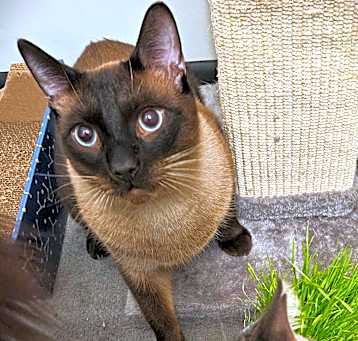 Photo of Sushi