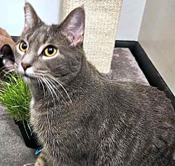 Photo of Merlin