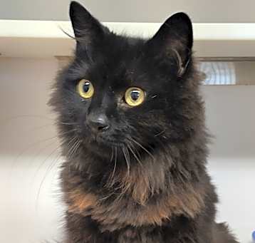 Photo of Mocha