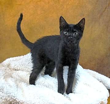 Photo of MADDIE - BEST BLACK BEAUTY