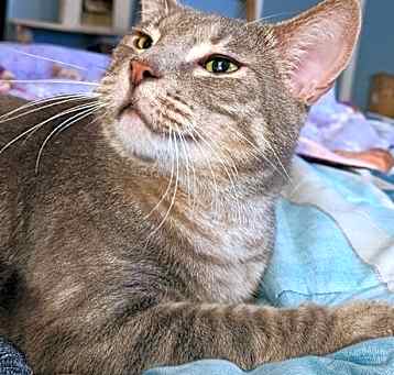 Photo of Buddy