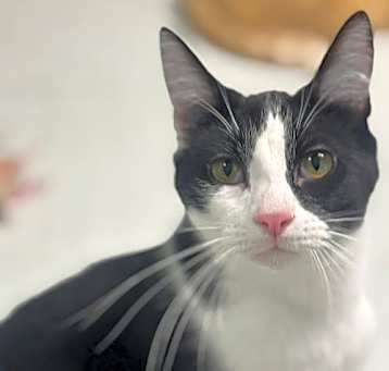 Photo of Mario (Bonded pair with Luigi)