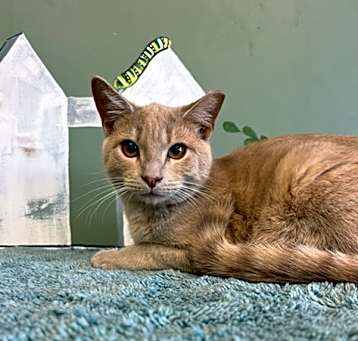 Photo of Twix