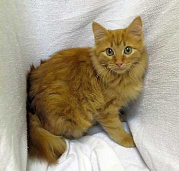 Photo of Phoenix