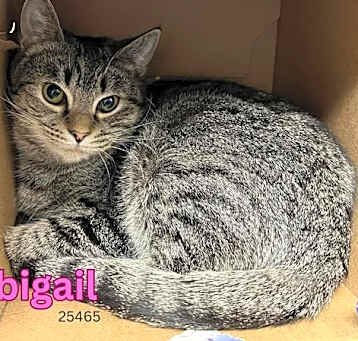 Photo of Abigail