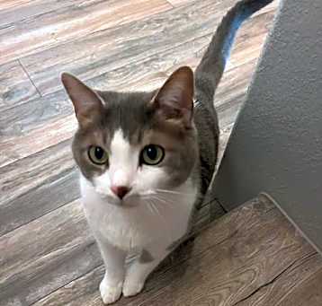 Photo of Huxley
