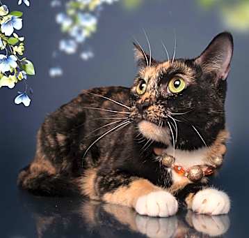 Photo of PEPPER