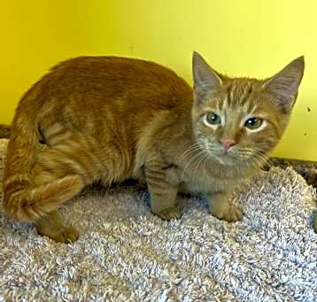Photo of Nacho
