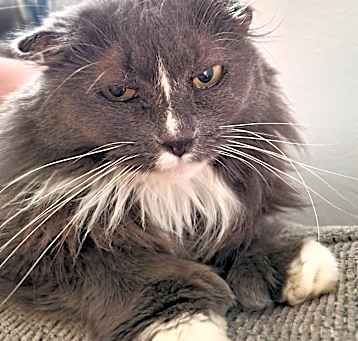 Photo of Mitzi   (Polydactyl)