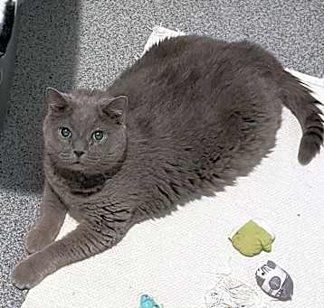 Photo of Binx