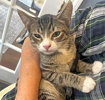 Photo of Bonsai(Tabby ) and Mr Wick ( Black ) BONDED PAIR