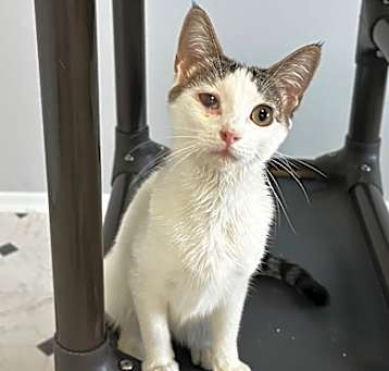 Photo of Cassandra
