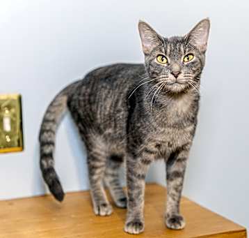 Photo of Violet