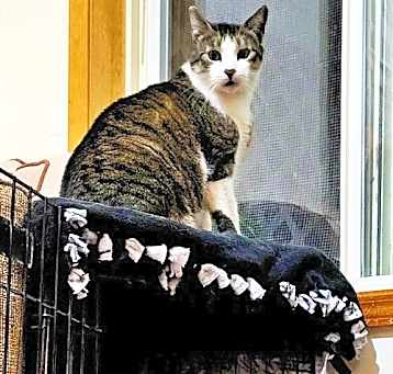Photo of PAWLIE & MISS CRYS  Offered by Owner -In/Out Pair