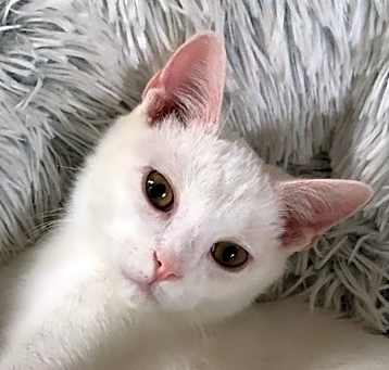 Photo of Chase aka Snowman