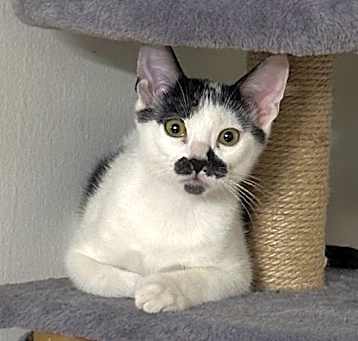 Photo of Mochi
