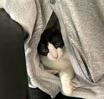 Photo of Tonka (bonded with Talia)
