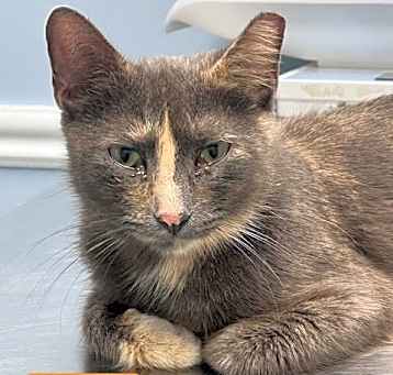 Photo of Jolene