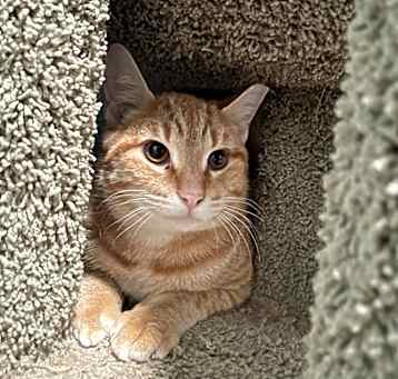 Photo of Pecan
