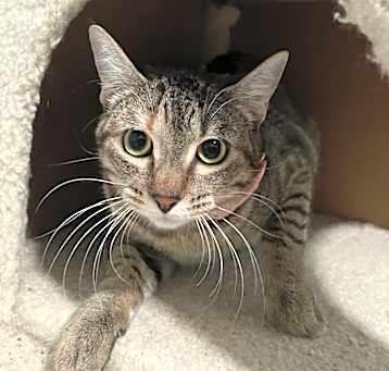 Photo of Acorn