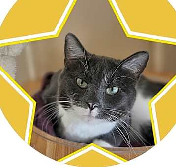 Photo of Golden