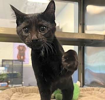 Photo of Panther