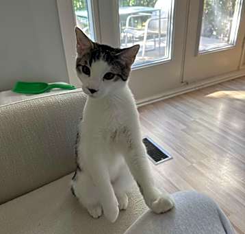 Photo of Pharaoh