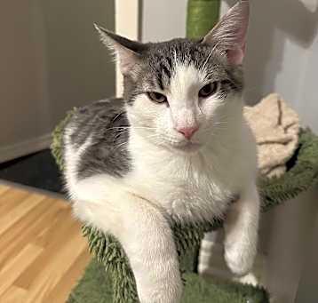 Photo of Ramses