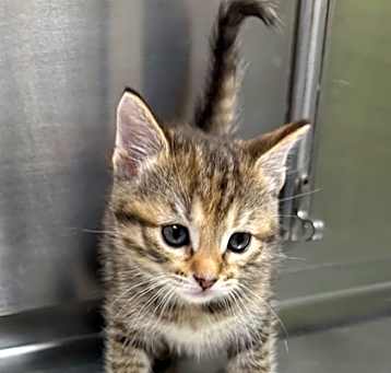 Photo of Bobbin