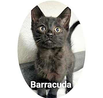 Photo of Barracuda