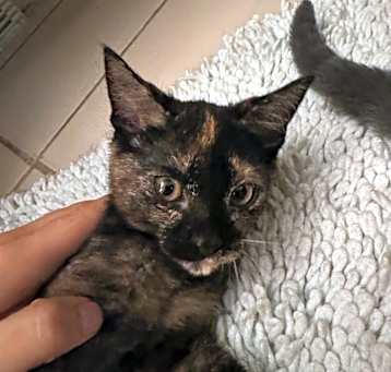 Photo of Rose