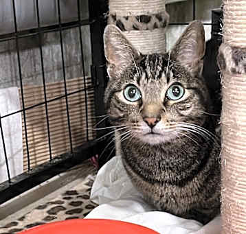 Photo of Cricket (BONDED PAIR)