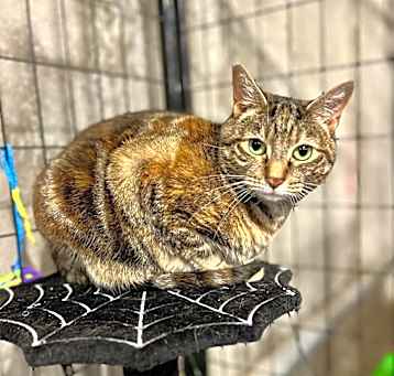 Photo of Pepper (BONDED PAIR)