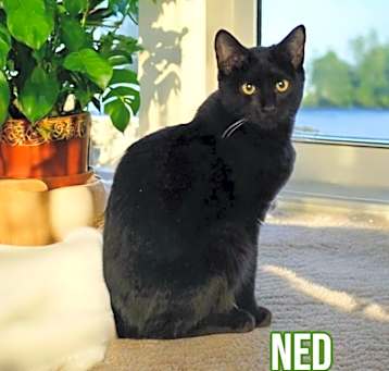 Photo of Ned