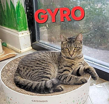 Photo of Gyro
