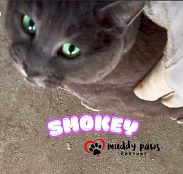 Photo of Smokey (Courtesy Post)