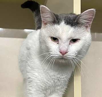 Photo of Nimbus